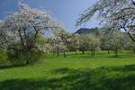 17.05.2021: Das Projekt  „Streuobstlandschaften im Landkreis Forchheim“  wird um 4 Jahre verlängert